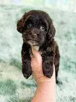 Brownie , a female Havapoo for sale in Temple, GA – Photo 6 of 6