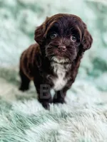 Brownie , a female Havapoo for sale in Temple, GA – Photo 5 of 6