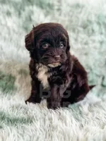 Brownie , a female Havapoo for sale in Temple, GA – Photo 4 of 6