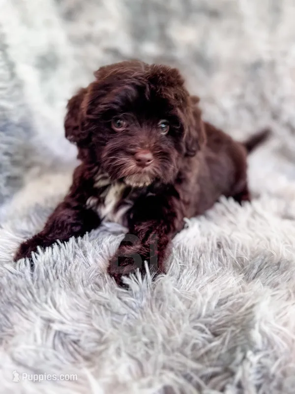 Brownie  – Havapoo puppy for sale in Temple, GA