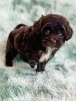 Brownie , a female Havapoo for sale in Temple, GA – Photo 2 of 6