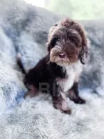 Monty , a male Cockapoo for sale in Temple, GA – 2 of 6