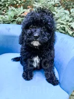 Amsterdam , a male Cavapoo for sale in Temple, GA – 2 of 8