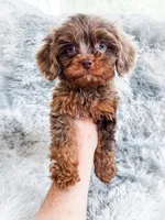 Primo, a male Cavapoo for sale in Temple, GA – 4 of 10