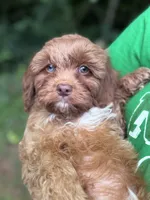 Salsa, a male Cavapoo for sale in Temple, GA – 1 of 5