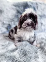 Moondogge, a male Cockapoo for sale in Temple, GA – 2 of 8