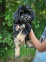 Grove , a male Cavapoo for sale in Temple, GA – 4 of 8