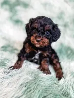 Chester, a male Cavapoo for sale in Temple, GA – Photo 2 of 10