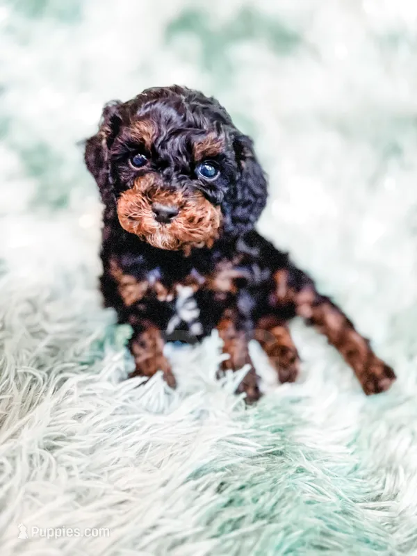 Chester – Cavapoo puppy for sale in Temple, GA