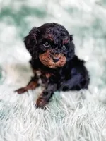 Chester, a male Cavapoo for sale in Temple, GA – Photo 3 of 10