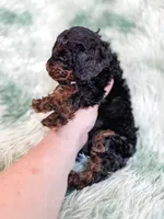 Chester, a male Cavapoo for sale in Temple, GA – Photo 7 of 10
