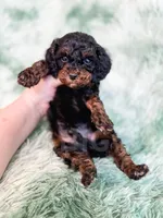 Chester, a male Cavapoo for sale in Temple, GA – Photo 8 of 10