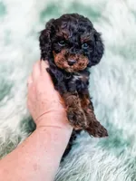 Chester, a male Cavapoo for sale in Temple, GA – Photo 4 of 10