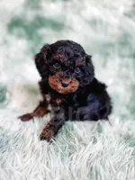 Chester, a male Cavapoo for sale in Temple, GA – Photo 5 of 10