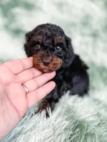 Chester, a male Cavapoo for sale in Temple, GA – Photo 9 of 10
