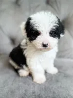 Slinky - Mini Sheepadoodle, a male Sheepadoodle for sale in Temple, GA – 1 of 3