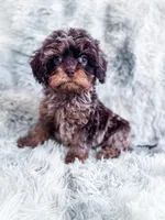 Royal , a male Cavapoo for sale in Temple, GA – 2 of 10