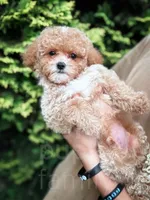 Merlin, a male Cavapoo for sale in Temple, GA – 4 of 7