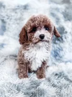 Maeve, a female Cavapoo for sale in Temple, GA – 2 of 6