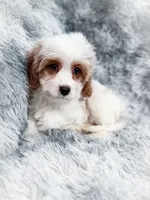 Bullet , a male Cavapoo for sale in Temple, GA – 7 of 9