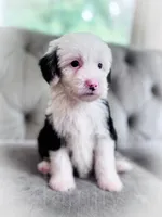 Bubbles, a female Sheepadoodle for sale in Temple, GA – 2 of 4