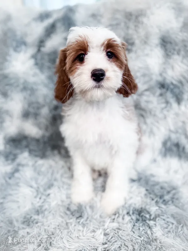 Chief – Cavapoo puppy for sale in Temple, GA