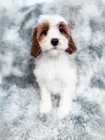 Chief, a male Cavapoo for sale in Temple, GA – 1 of 8