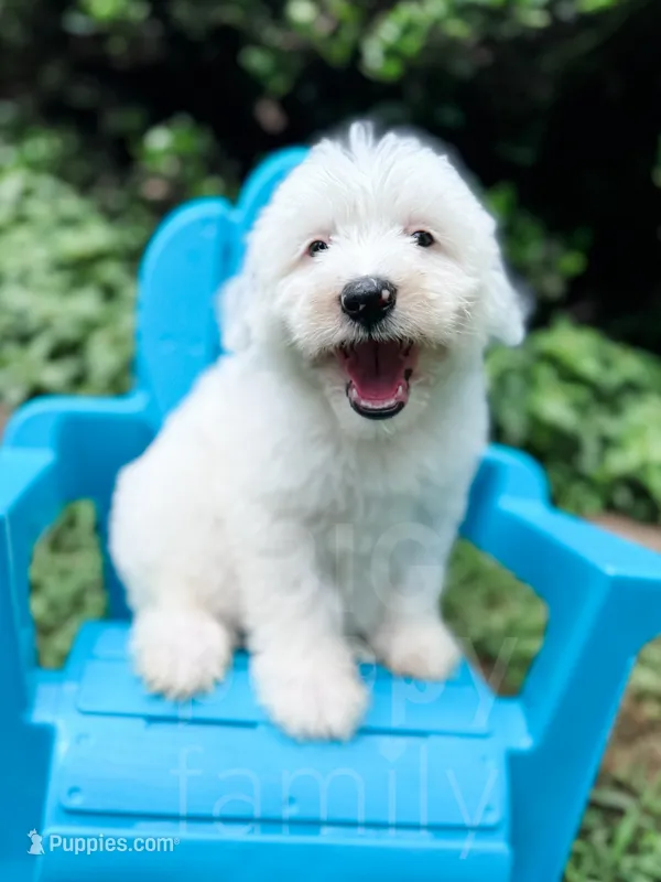 Smurf – Old English Sheepdog, Sheepadoodle puppy for sale in Temple, GA