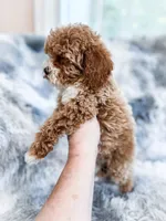 Maeve, a female Cavapoo for sale in Temple, GA – 5 of 6