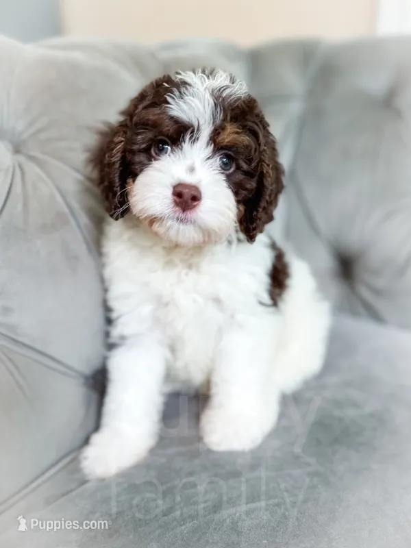 Mudslide – Cavapoo puppy for sale in Temple, GA