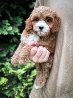 Cardinal , a male Cavapoo for sale in Temple, GA – 1 of 7