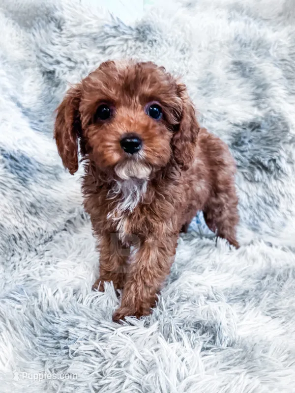 Teagan, a female Cavapoo for sale in Temple, GA – 1 of 7