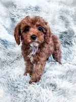 Teagan, a female Cavapoo for sale in Temple, GA – 1 of 7