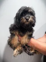 Grove , a male Cavapoo for sale in Temple, GA – 8 of 8