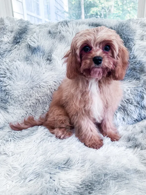 Pez – Cavapoo puppy for sale in Temple, GA