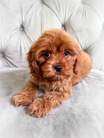 Grapefruit, a male Cavapoo for sale in Temple, GA – 5 of 6