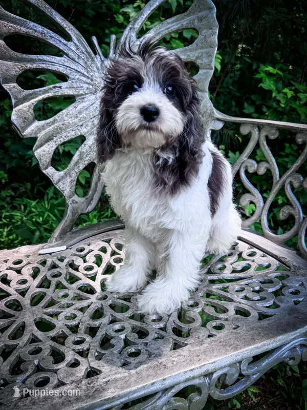 Manchester – Cavapoo puppy for sale in Temple, GA