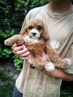 Cardinal , a male Cavapoo for sale in Temple, GA – 3 of 7