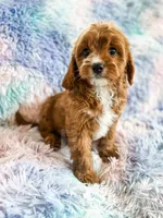 Rainbow , a female Cavapoo for sale in Temple, GA – Photo 4 of 8
