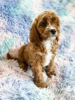 Rainbow , a female Cavapoo for sale in Temple, GA – Photo 5 of 8