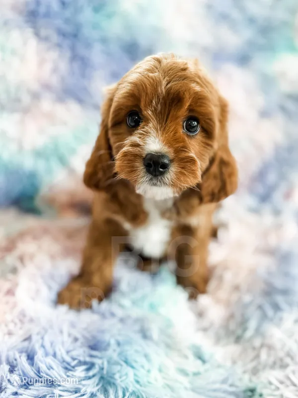 Rainbow  – Cavapoo puppy for sale in Temple, GA