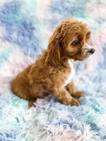 Rainbow , a female Cavapoo for sale in Temple, GA – Photo 7 of 8