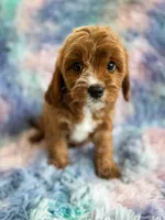 Rainbow , a female Cavapoo for sale in Temple, GA – Photo 2 of 8