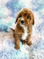 Rainbow , a female Cavapoo for sale in Temple, GA – Photo 3 of 8