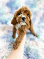 Rainbow , a female Cavapoo for sale in Temple, GA – Photo 8 of 8