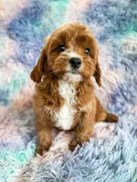 Rainbow , a female Cavapoo for sale in Temple, GA – Photo 6 of 8
