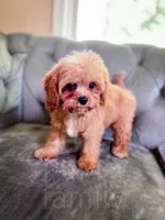 Pez, a male Cavapoo for sale in Temple, GA – 3 of 6