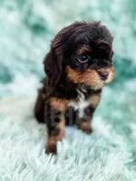 Toffee, a female Havapoo for sale in Temple, GA – Photo 3 of 7
