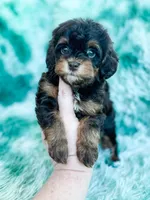 Toffee, a female Havapoo for sale in Temple, GA – Photo 7 of 7