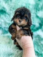 Toffee, a female Havapoo for sale in Temple, GA – Photo 6 of 7